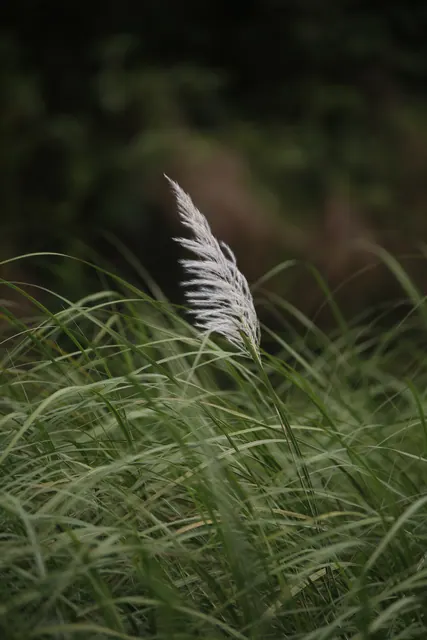 A single white grass plume catching light against a dark green blur of undergrowth.