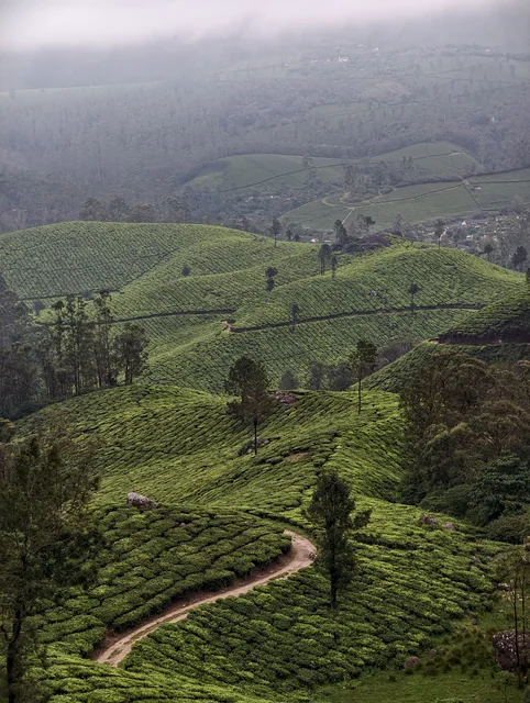 Rows of tea bushes rolling over steep hills under low cloud, a narrow dirt path curving through the foreground past a single tree.